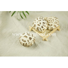 White Flower Magic Mushrooms Dried Vegetable